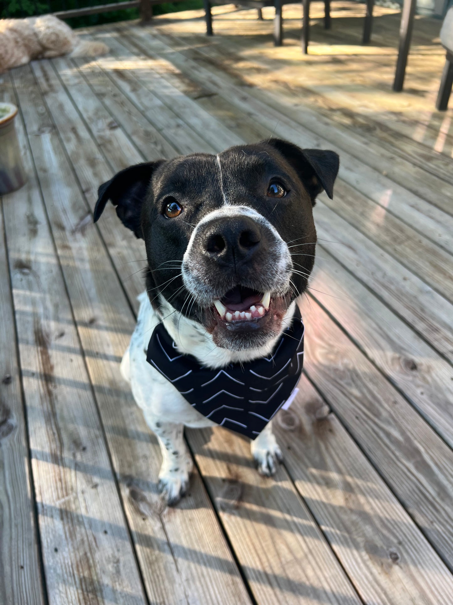 Dog Bandanas