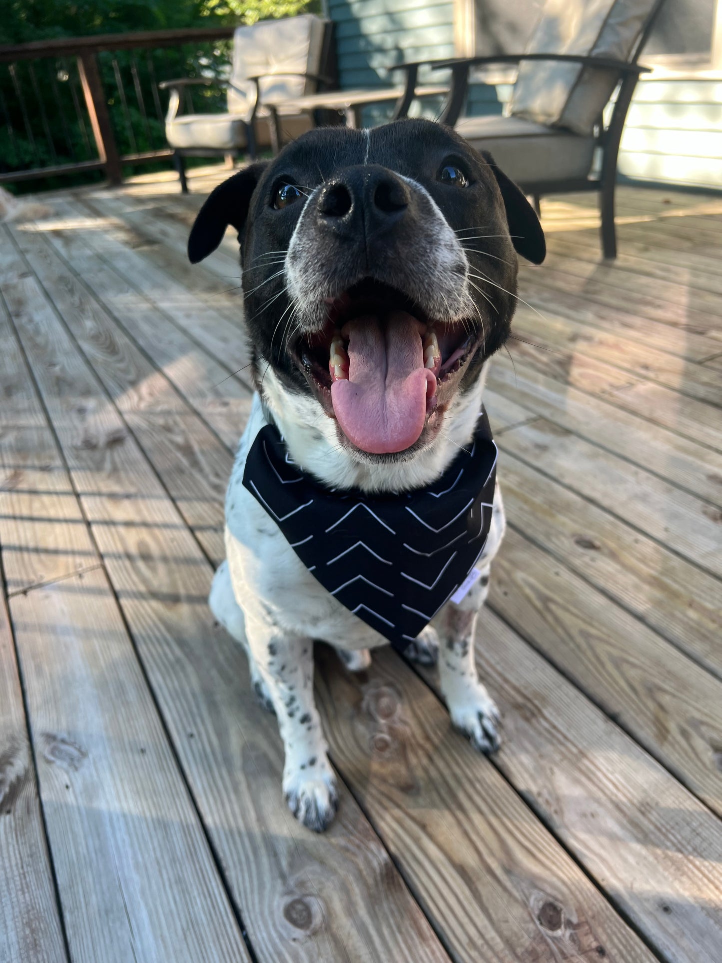 Dog Bandanas